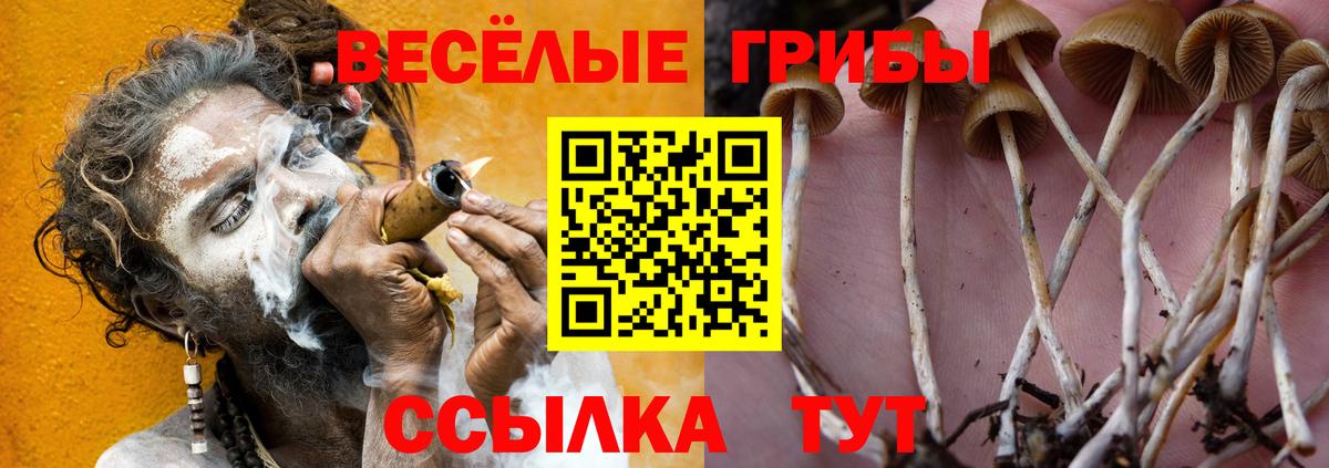 Мурманск  где найти наркотики  Псилоцибиновые грибы прущие грибы  Вход с VPN  Псилоцибиновые грибы мицелий 